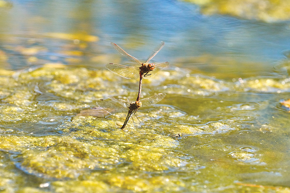 web OPZP_Priorita_aktuality_1000x666_06-2024